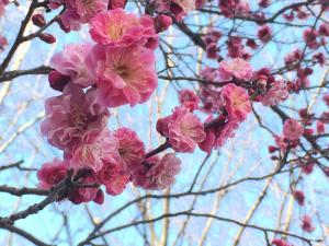 上田城跡公園　梅の花
